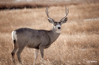 Mule Deer Buck 2022