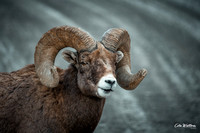 Bighorn Ram 2022