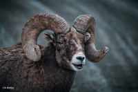 Dark Bighorn Ram 2022