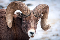 Bighorn Ram Portrait B 2022