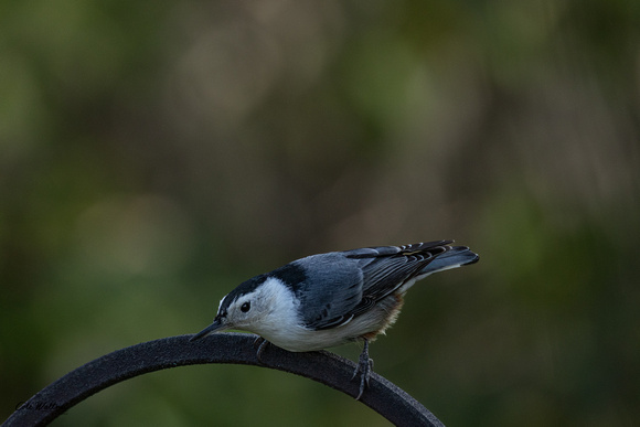 White-breasted Nuthatch A 2022