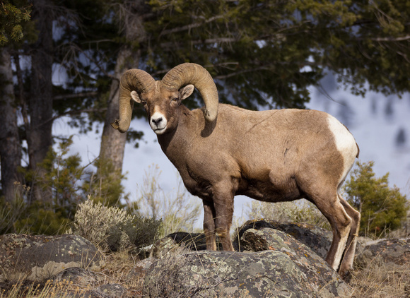 1st Bighorn Ram Photo 2015