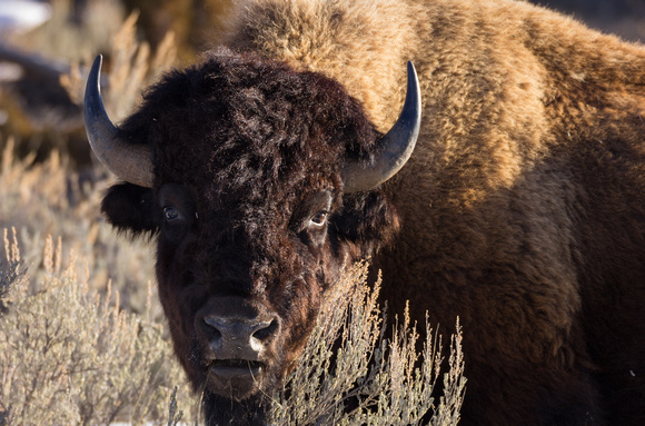 Young Bison face 2015