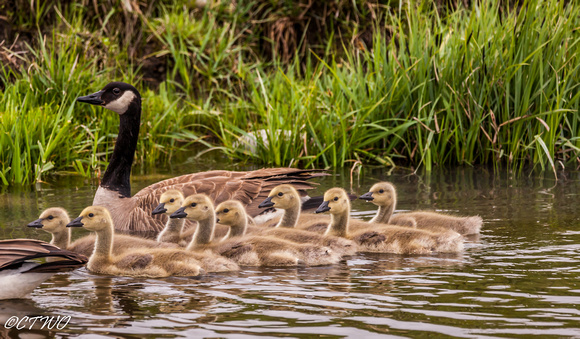 Canada Goose and Goslings 2015