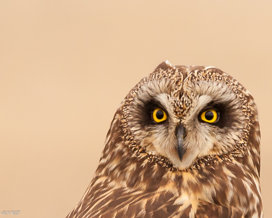 Short Eared Owl Portrait 2015