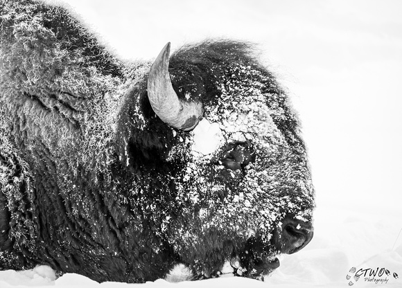 Snow Covered Bison 2016