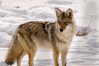 Coyote 2015