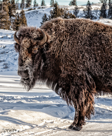 Cold Bison B 2015
