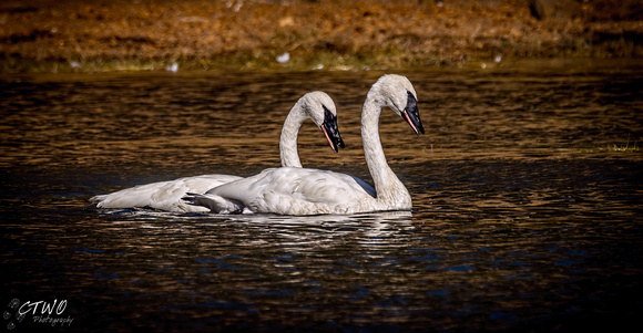 Trumpeter Swans A 2016