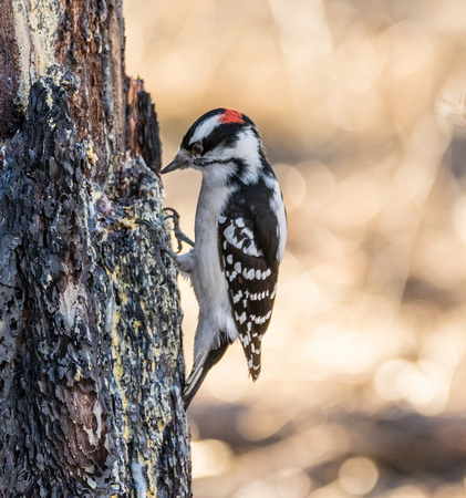 Downy Woodpecker A 2015