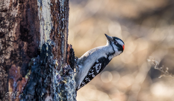 Downy Woodpecker B 2015
