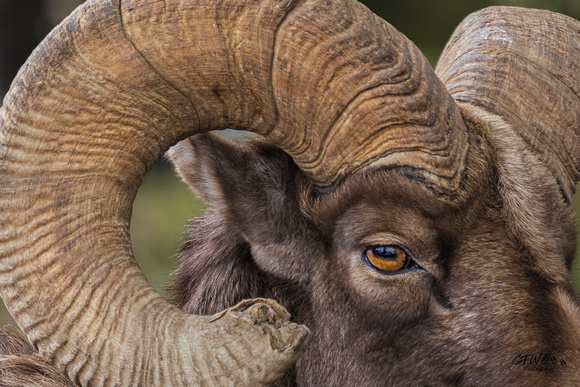 Big Horn Ram Portrait C 2017