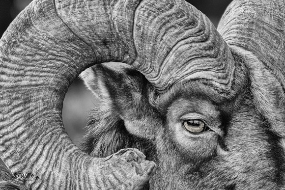 Big Horn Ram Portrait 2017
