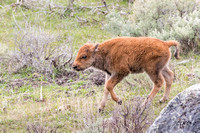 Bison Calf 2017