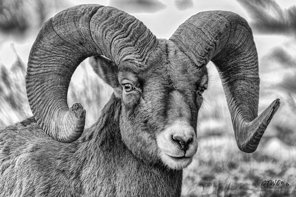 Big Horn Ram Portrait A 2017
