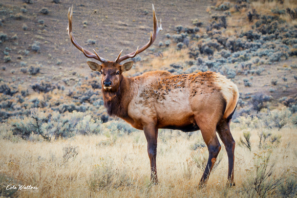 Bull Elk F 2017
