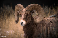 Portrait of a Ram 2023