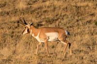 Antelope Morning A