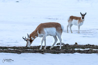 Winter Feeding Buck