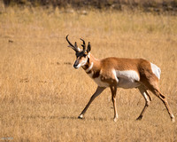Walking Antelope Buck