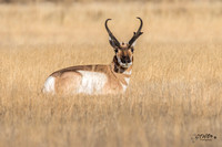 Bedded Antelope Buck