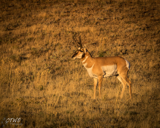 Antelope Morning B