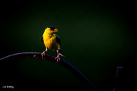 American Goldfinch B 2021