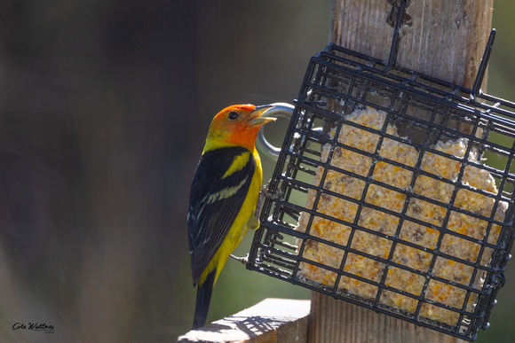 Western Tanager D 2021