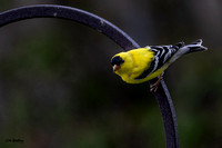 American Goldfinch D 2020