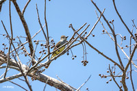 Brown-crested Flycatcher A