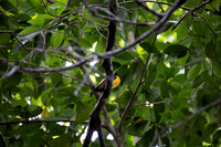 Black-throated Shrike Tanager ID photo