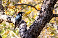 Acorn Woodpecker B