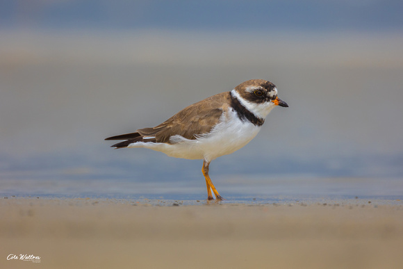 Semipalmated Plover B