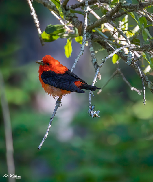 Zenfolio | ChasingTheWildOutdoors | New Gallery!!! Birds of Alabama!!