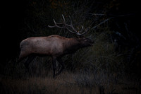 Elk out of the Shadow 2022