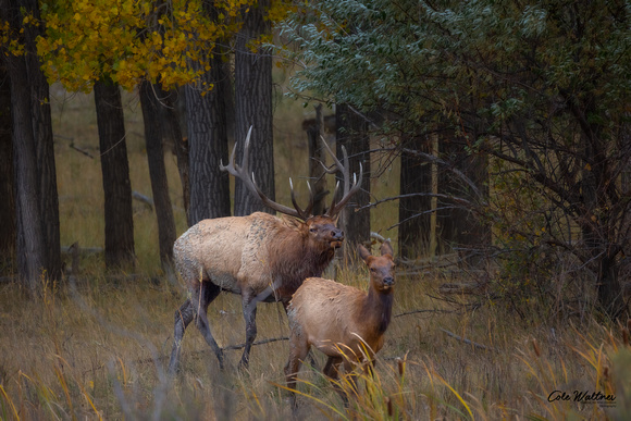 Bull elk and cow elk 2021