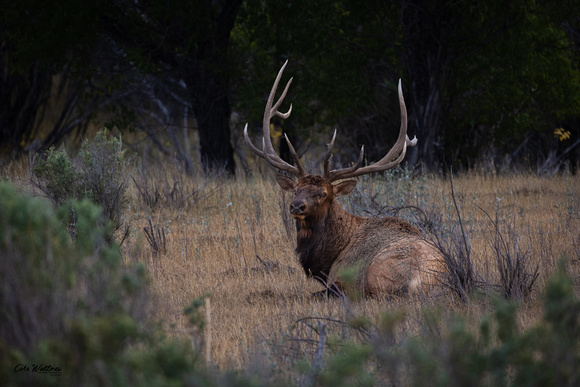Bull elk bedded looking front 2022