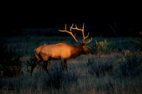 Front light on Bull elk 2022