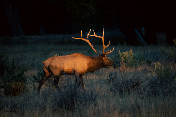 Front light on Bull elk 2022