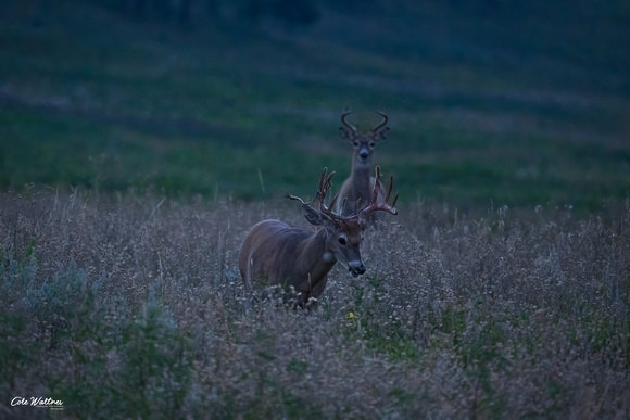 White Tailed Buck in velvet after dark 2022