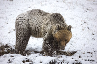 Sow Grizzly in snow 2022
