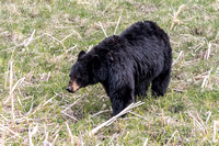 Black Bear looking left 2017