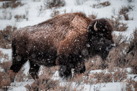 Bison in the snow 2018