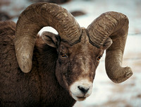 Bighorn Ram Portrait 2022