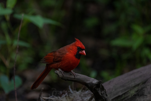 Northern Cardinal B