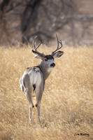 Mule Deer Buck Vertical 2022