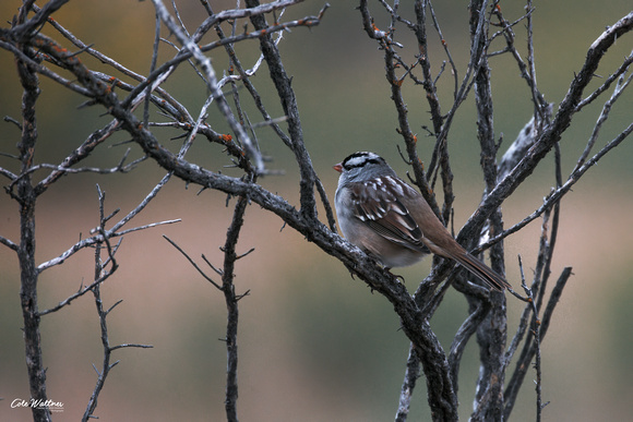 White-crowned Sparrow 2022
