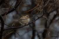 American Tree Sparrow 2022