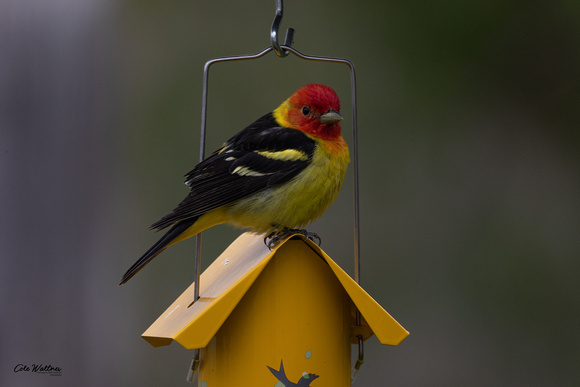 Western Tanager 2022