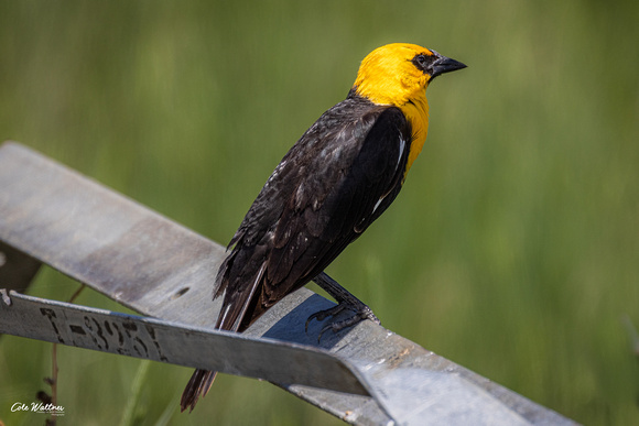 Yellow-headed Blackbird 2022